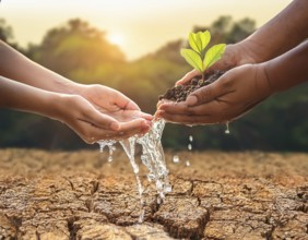 A close-up of hands nurturing a young plant by pouring water, symbolizing hope, growth, and