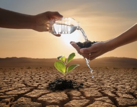 A close-up of hands nurturing a young plant by pouring water, symbolizing hope, growth, and