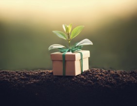 Small Gift Box With Growing Plant Symbolizing Growth and Sustainability, AI generated