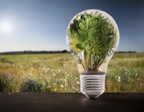 Ecology and Environment concept. Environment Earth Day In the hands of trees growing seedlings,