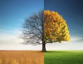 Vivid representation of a tree embodying spring blossoms on one half and autumn fruits on the