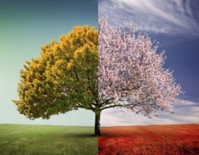 Vivid representation of a tree embodying spring blossoms on one half and autumn fruits on the