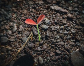 Life Concept. Existence survival being consciousness. Growth of new life, AI generated