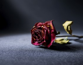 Withered Red Rose on Dark Background with Moody Lighting, AI generated