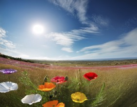 A colorful meadow filled with various wildflowers in full bloom under a vibrant blue sky with