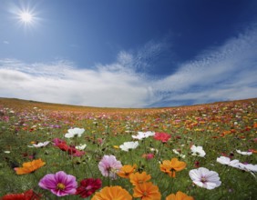 A colorful meadow filled with various wildflowers in full bloom under a vibrant blue sky with