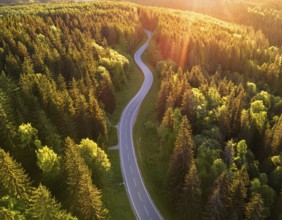 A scenic aerial view of a serpentine road surrounded by lush green forest, illuminated by soft