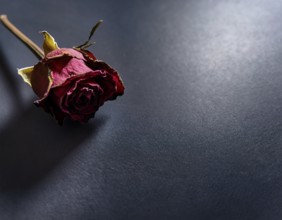 Withered Red Rose on Dark Background with Moody Lighting, AI generated