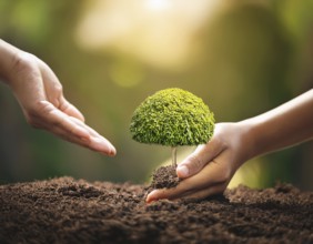 Close-up of hands cradling a small leafy plant, symbolizing growth, care, and sustainability in