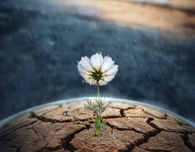 Flower grows from cracked earth under a rainfall, embodying resilience, hope, and renewal amidst