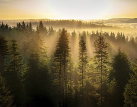 Beautiful rays of sunlight in a green forest.forest in evening light, AI generated