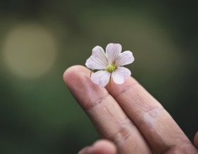 A gentle hand carefully holds a small flower with adarl color background, AI generated