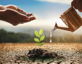 A close-up of hands nurturing a young plant by pouring water, symbolizing hope, growth, and