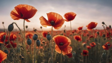 Poppy field wall art print featuring a blooming landscape, celebrating natural beauty, harmony, and