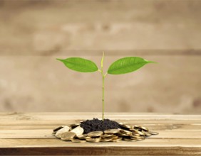 Coins with seedling eco saving concept image symbolizing financial growth, sustainable development,