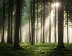 Beautiful rays of sunlight in a green forest.forest in evening light, AI generated
