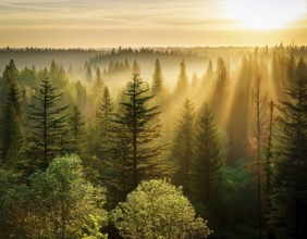 Beautiful rays of sunlight in a green forest.forest in evening light, AI generated