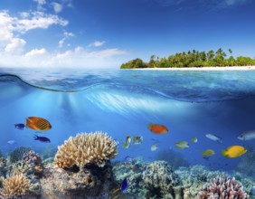 Scuba diver diving over coral tropical reef, with colorful sea fish beautiful ocean ecosystem, AI