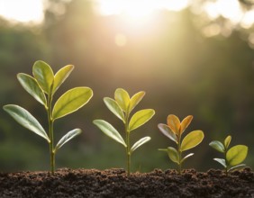 Growing Plant Sequence - a seedling grows progressively- metaphor for success or growth, AI