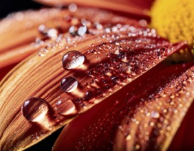 Macro photograph showcasing intricate water droplets on a colorful flower petal, emphasizing