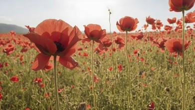 Poppy field wall art print featuring a blooming landscape, celebrating natural beauty, harmony, and