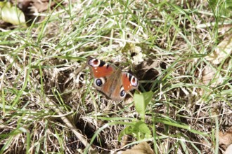 Peacock butterfly (Aglais io), butterfly, open wings, colourful, autumn, forest floor, Germany, The