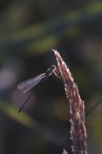 Dragonfly against the light, summer, Germany