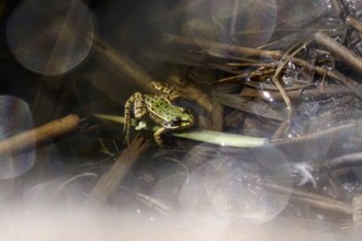 Lusatian pond landscape, frog, evening mood, summer, Saxony, Germany
