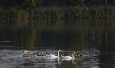 Lusatian pond landscape, swans, evening mood, summer, Saxony, Germany