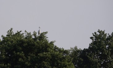 Lusatian pond landscape, great white egret, evening mood, summer, Saxony, Germany