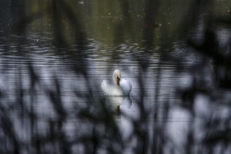 Lusatian pond landscape, swan, evening mood, summer, Saxony, Germany