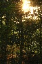 Lusatian pond landscape, evening mood, summer, Saxony, Germany