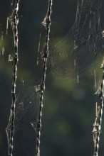 Spider web, summer, Germany