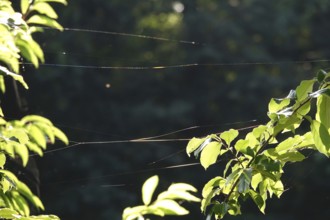 Spider web, summer, Germany