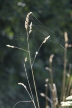 Spider web, summer, Germany