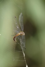 Spider web, dragonfly, summer, Germany
