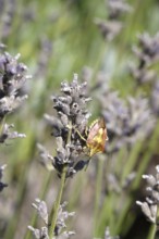 Bug, Summer, Germany