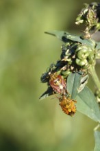 Bug, Summer, Germany