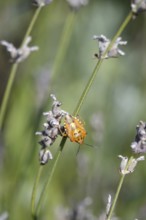 Bug, Summer, Germany