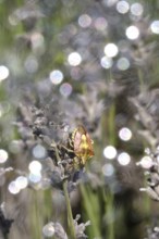 Bug, Summer, Germany