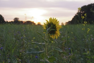 Sunflower (Helianthus annuus), yellow, meadow, blossom, beauty, late summer, colours, Germany, A