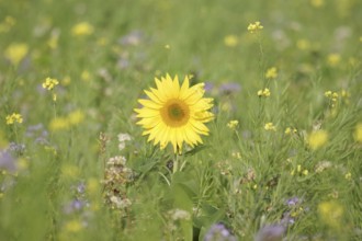 Sunflower (Helianthus annuus), yellow, meadow, blossom, beauty, late summer, Germany, A blooming