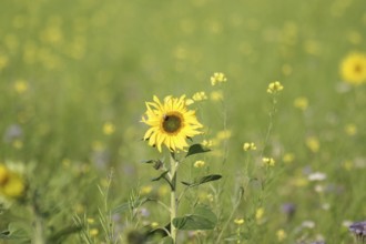 Sunflower (Helianthus annuus), yellow, meadow, blossom, beauty, late summer, Germany, A blooming