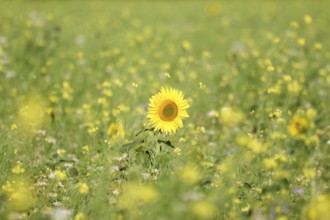Sunflower (Helianthus annuus), yellow, meadow, blossom, beauty, late summer, Germany, A blooming