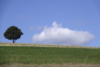 Cloudy sky, lonely tree, summer, Germany