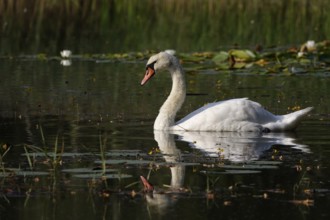 Swan, Lusatian pond landscape, Saxony, Germany
