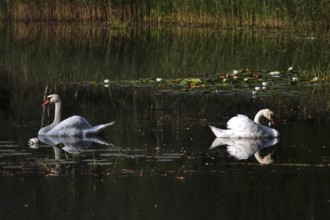 Swans, Lusatian pond landscape, Saxony, Germany