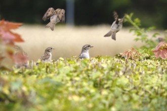 Sparrows in a garden hedge, summer, Germany