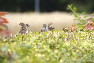 Sparrows in a garden hedge, summer, Germany