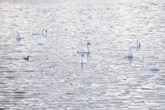 Swans, Summer, Lake Constance, Baden-Württemberg, Germany